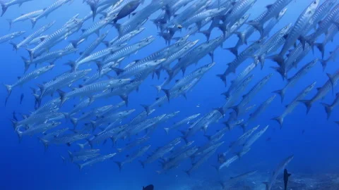 Barracuda School Swimming in Clear Blue Ocean Water Stock Footage 346343387