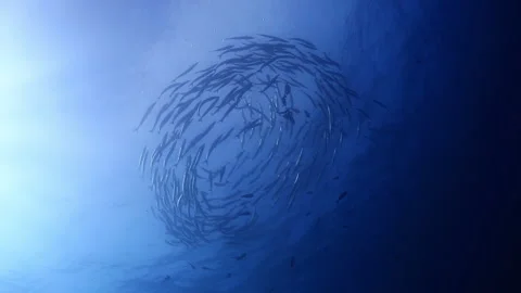 Barracuda School Swirling in Blue Ocean Stock Footage 346342391
