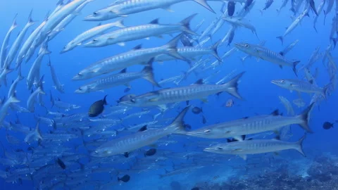 Barracuda School Swirling in Clear Blue Water Above Coral Reef Stock Footage 346343398