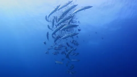 Barracuda School Swirling in Clear Blue Open Ocean Stock Footage 346343680