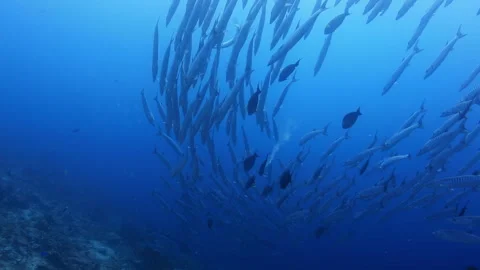 Barracuda School Swirling in Clear Blue Ocean Stock Footage 346344927