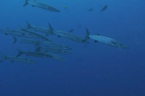 Barracuda SD NTSC Stock Footage 384374