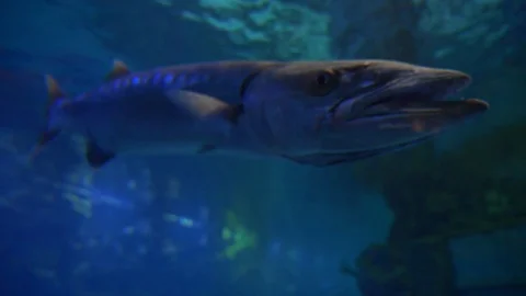 Barracuda, sea, ocean Video stock 94426074