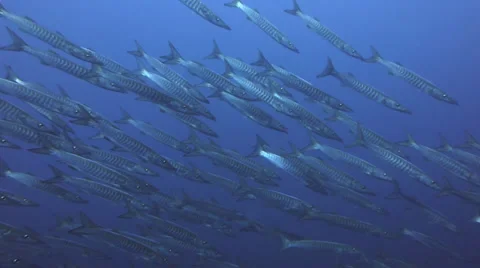 Barracuda short Stock Footage 33073793