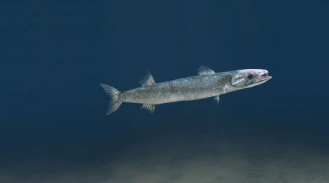 Barracuda swim loop Stock Footage 651352