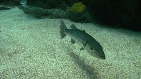 Barracuda Swimming at Bottom Video stock 37660430