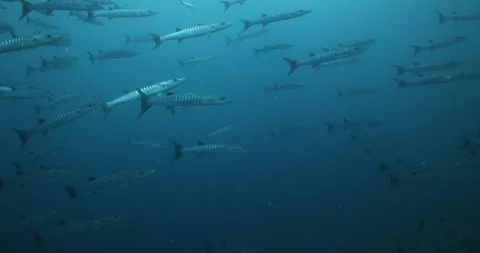 Barracuda swimming with dark blue backdrop Stock Footage 303204789