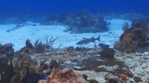 Barracuda swimming 库存影片 946850