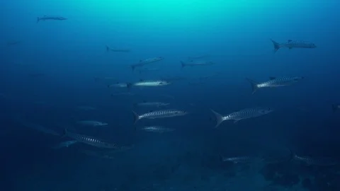 Barracuda swimming Video stock 105272609