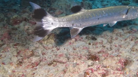 Barracuda swimming in frame Stock Footage 71154555