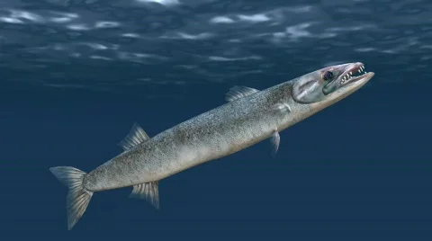 Barracuda Swimming Loop Stock Footage 619099