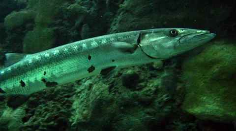 Barracuda Swimming up the Reef Video stock 35833462