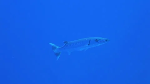 Barracuda swims in the blue Stock Footage 22713441