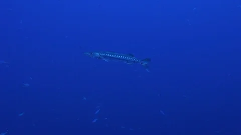 Barracuda swims in the blue Vídeo Stock 120759358
