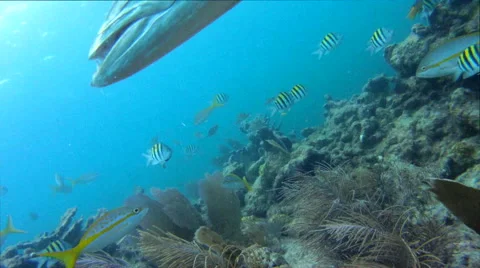 Barracuda Swims By 動画素材 45154979