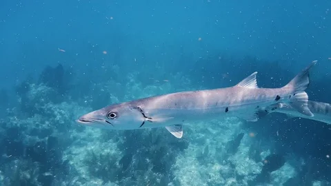 A barracuda swims by 動画素材 112271942