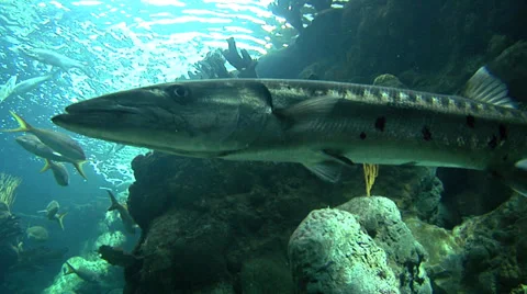Barracuda (tight) then 2nd Barracuda Video stock 35890635