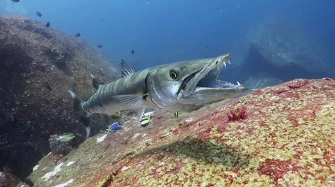 Barracuda toothy grin Stock Footage 48518713