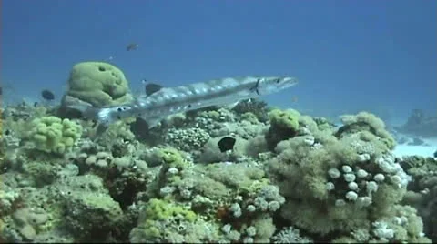 Barracuda on top of a cora block Stock Footage 22571562