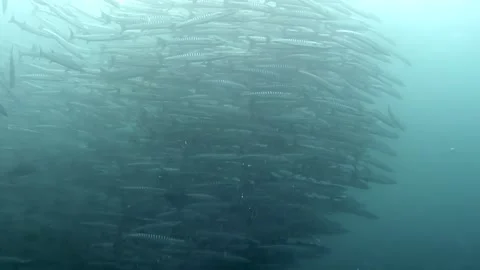 Barracuda Tornado Swirls Beneath the Surface in Sipadan, Indonesia Video stock 340586289