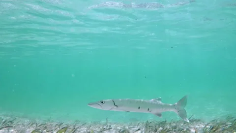 Barracuda, underwater recording Video stock 263806405