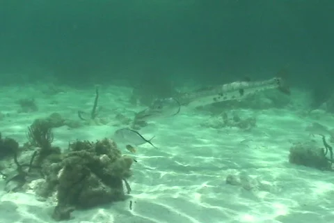 Barracuda01 Stock Footage