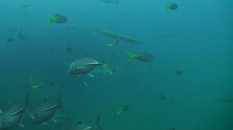 Barracudas and fish underwater Stock Footage 24898433