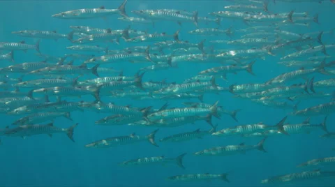 Barracudas in blue water Stock Footage 67232019