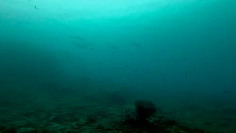 Barracudas Fish Stock Footage 246535318