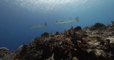 Barracudas Stock Footage 249551371