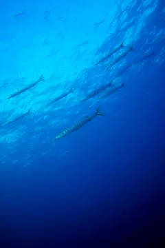 Barracudas group Фото