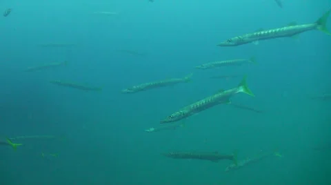 Barracudas in not a good visibility Stock Footage 24897311