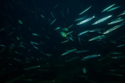 Barracudas Stock Photos