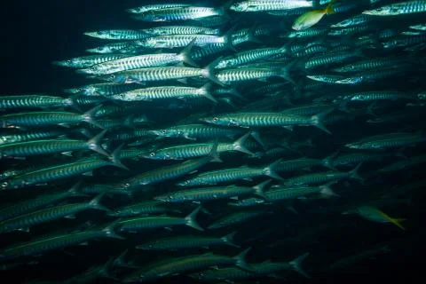 Barracudas Stock Photos