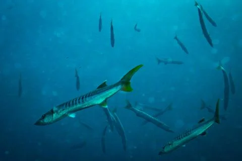 Barracudas Stock Photos