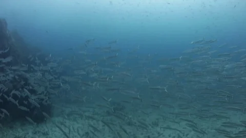 Barracudas underwater shcool Stock Footage 82515365