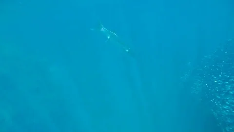 Barrakuda Stock-Footage 75344855