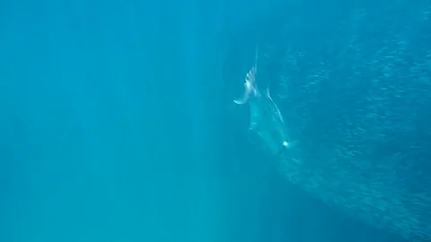 Barrakuda Stock Footage 75344962