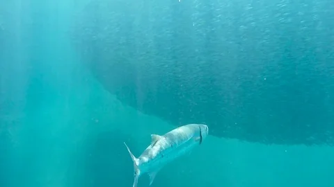 Barrakuda Stock-Footage 75393581