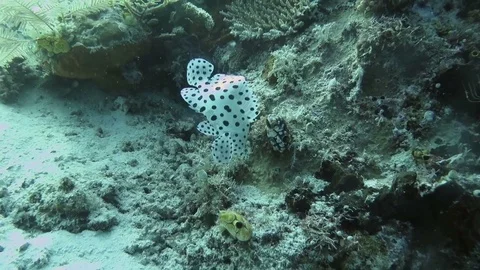 Barramundi cod, Humpback grouper, cromileptes altivelis juvenile , Raja Ampat Stock Footage 80453168