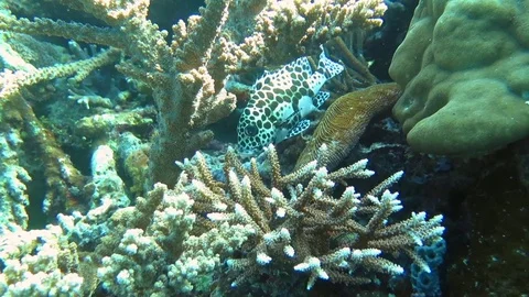Barramundi cod, humpback grouper,cromileptes altivelis on corals,Raja Ampat Stock Footage 80664541