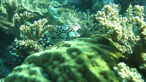 Barramundi cod, humpback grouper,cromileptes altivelis on corals,Raja Ampat Stock Footage 80664622