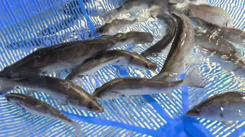 Barramundi fish sorting during aquaculture harvesting Stock Footage 345153366