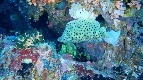 Barramundi grouper hovering between rocks full of mixed coral Video stock 112280953