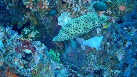 Barramundi grouper hovering between rocks full of mixed coral Stock Footage 112281049