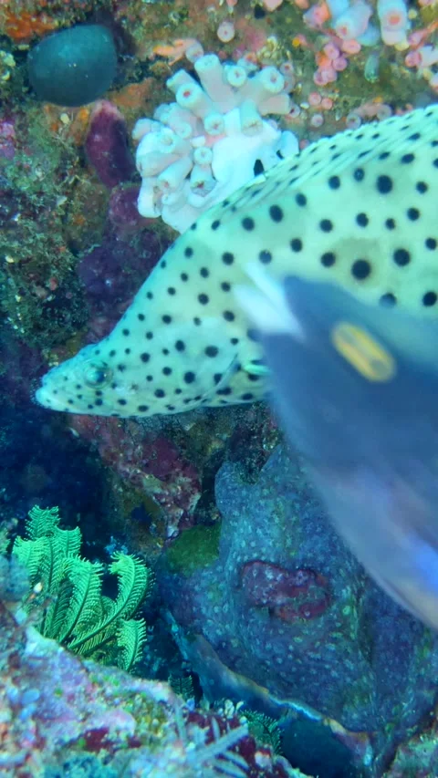 Barramundi grouper hovering between rocks full of mixed coral Stock Footage 228830367