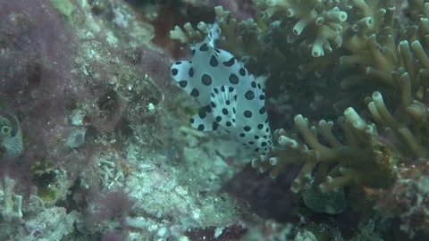 Barramundi juvenile Video stock 74072768