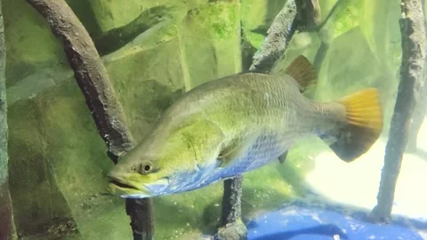 barramundi or Asian sea bass gracefully ... | Stock Video | Pond5