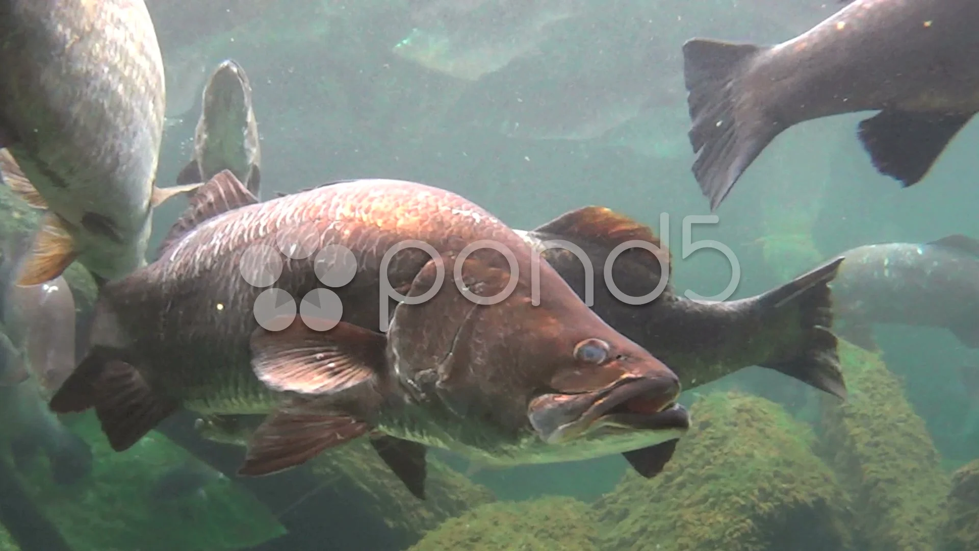 Business NT: Barramundi released into Palmerston lakes | NT News