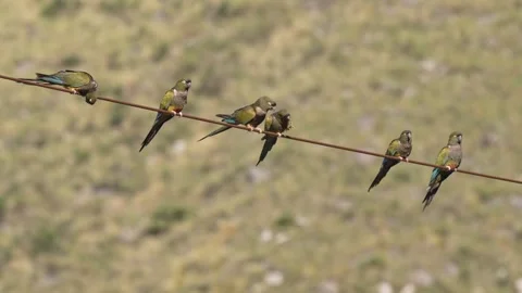 Barranquero Parrots Lined Along Wire in Patagonian Hillside Vídeos de archivo 339793797